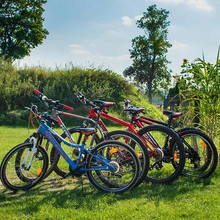 Oaza Mazurska - Lasek