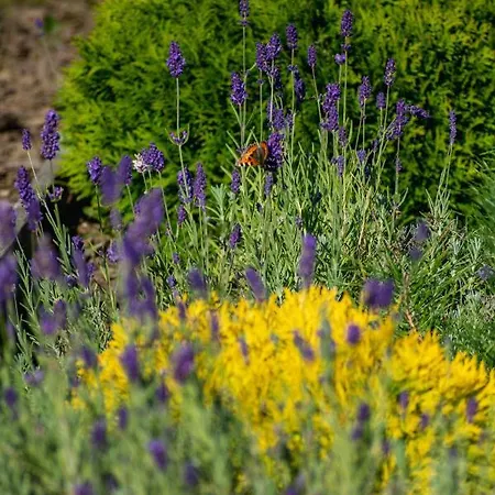 Oaza Mazurska - Lasek Piecki (Warmian-Masurian)