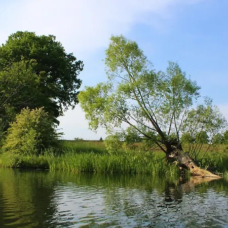 Oaza Mazurska - Lasek