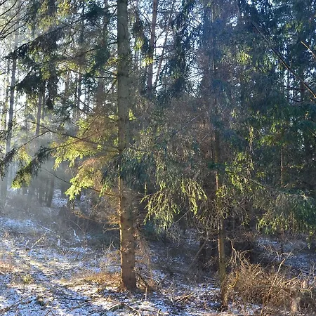 Oaza Mazurska - Lasek